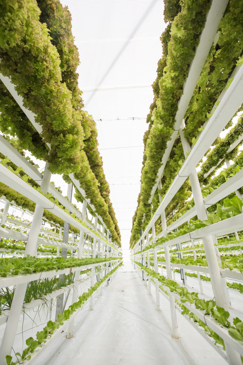 Vertical Farming