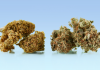 Reggie Marijuana Strain Information & Reviews in 2022 Reggie Marijuana Strain