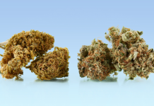 Reggie Marijuana Strain Information & Reviews in 2022 Reggie Marijuana Strain